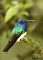 White-necked Jacobin