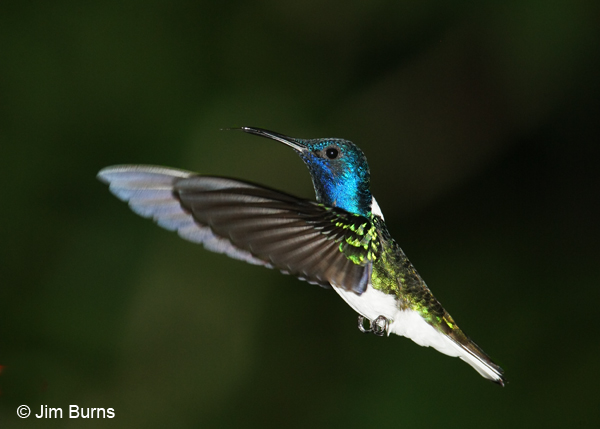 White-necked Jacobin male in flight