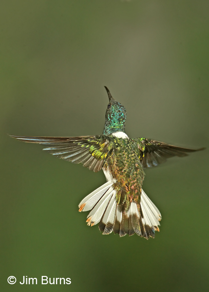White-necked Jacobin male dorsal view