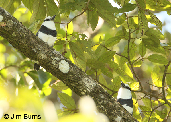 White-necked Puffbirds