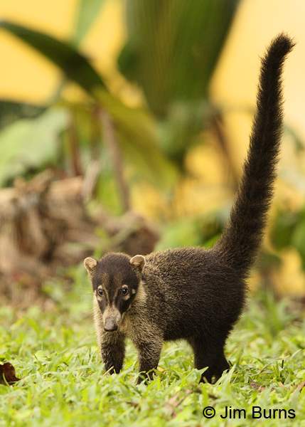 Costa Rica White-nosed Coatimundi