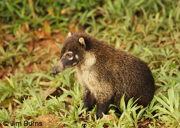 White-nosed Coatimundi