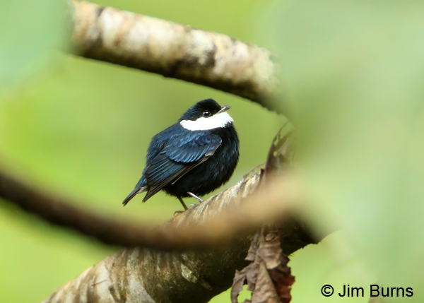 White-ruffed Manakin male in habitat