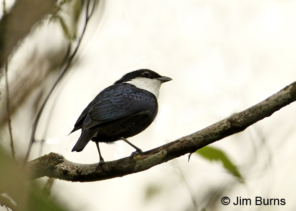 White-ruffed Manakin male