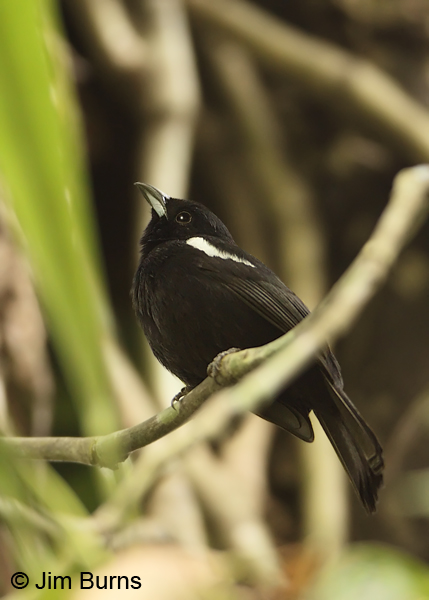 White-shouldered Tanager male
