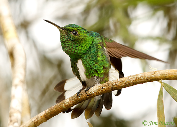 White-tailed Emerald male wing stretch--5651