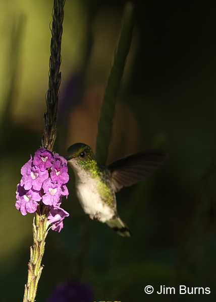 White-tailed Emerald female at Verbena