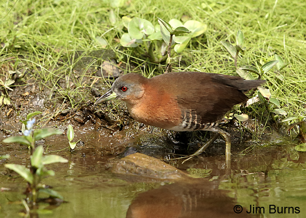 White-throated Crake (Caribbean race)