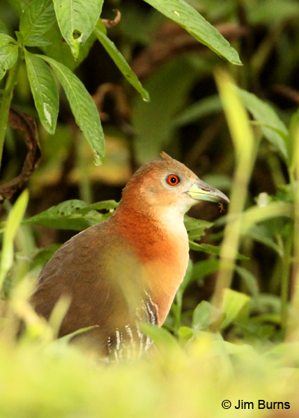White-throated Crake (Pacific race)