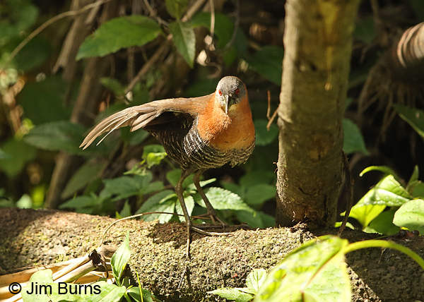 White-throated Crake wingstretch (Caribbean race)