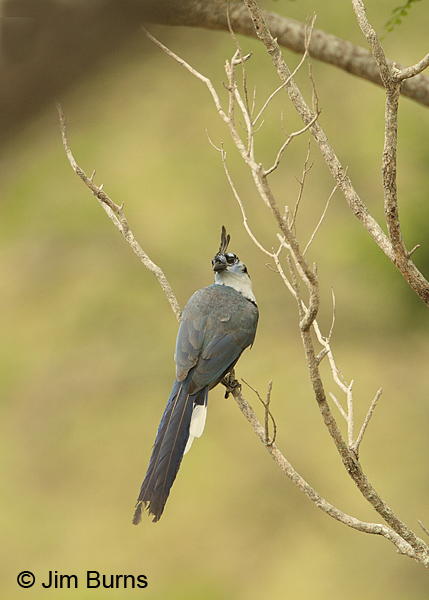 White-throated Magpie-Jay dorsal view #2