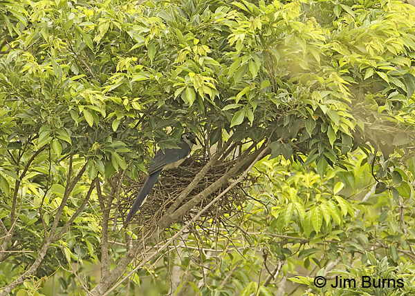 White-throated Magpie-Jay at nest