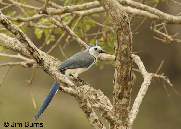 White-throated Magpie-Jay