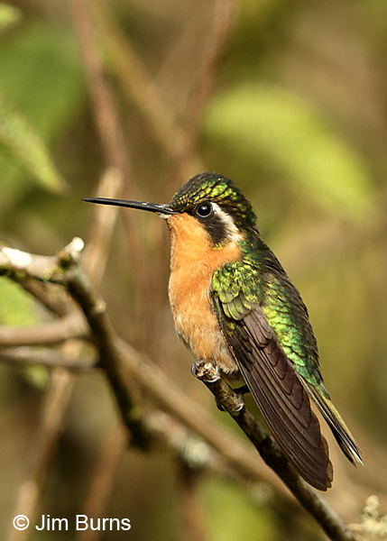 White-throated Mountain-gem female