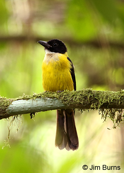 White-throated Shrike-Tanager male ventral view