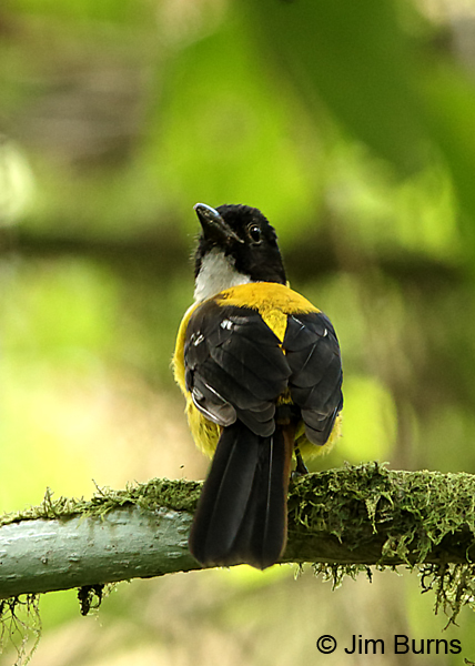 White-throated Shrike-Tanager male dorsal view