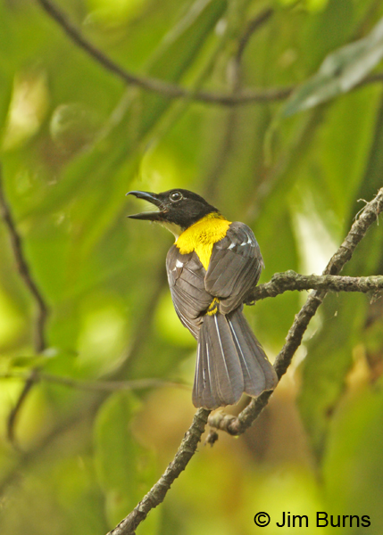 White-throated Shrike-Tanager male calling
