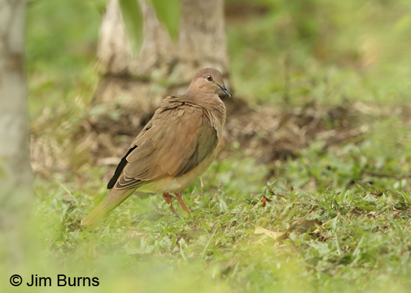 White-tipped Dove