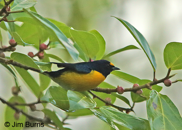 White-vented Euphonia
