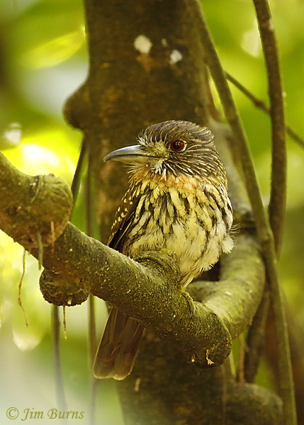 White-whiskered Puffbird female--5103