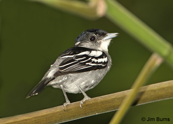 White-winged Becard dorsal view