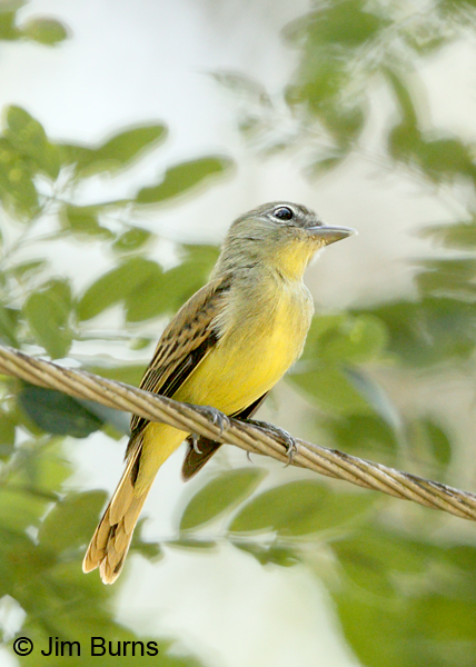 White-winged Becard female