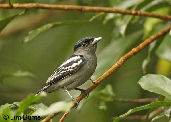 White-winged Becard male