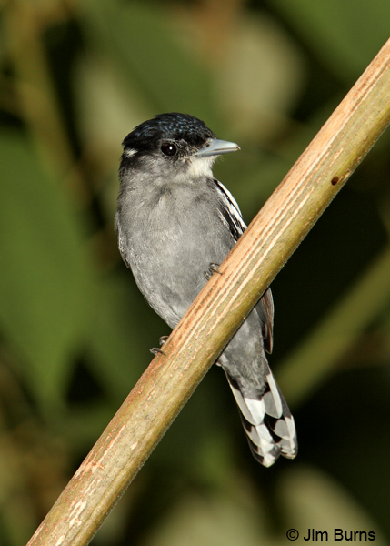 White-winged Becard ventral view