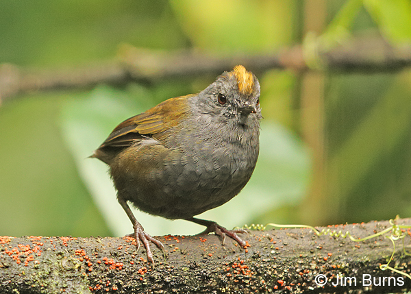 Wrenthrush, the orange mohawk