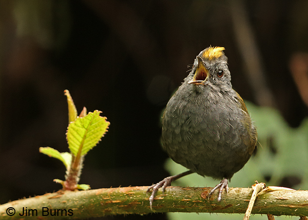 Wrenthrush and leaf