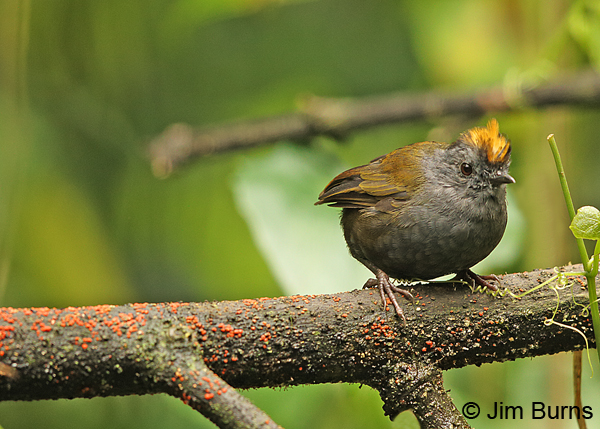 Wrenthrush and red lichen
