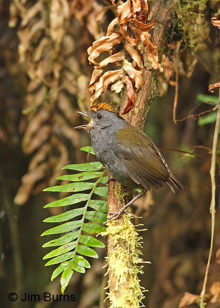Wrenthrush calling on vine