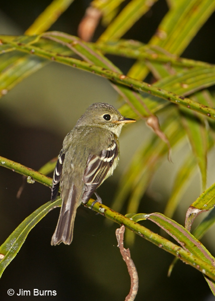  Yellow-bellied Flycatcher