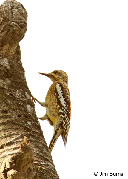 Yellow-bellied Sapsucker female