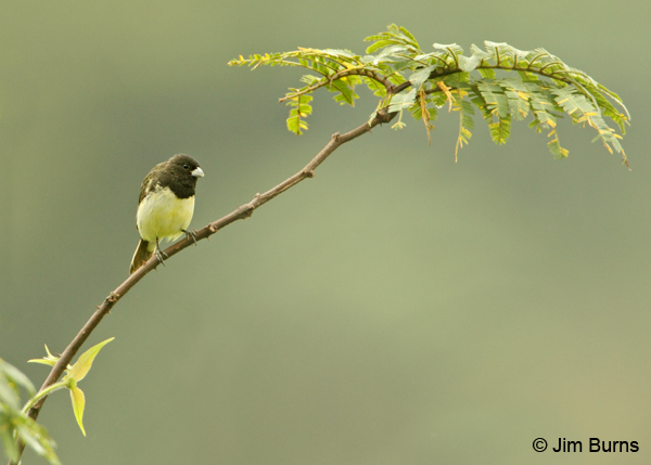 Yellow-bellied Seedeater male