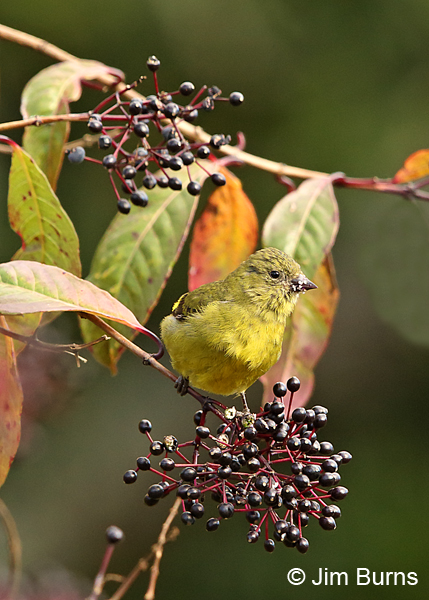 Yellow-bellied Siskin female n berries