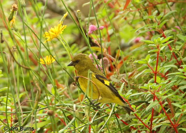 Yellow-bellied Siskin female
