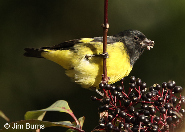 Yellow-bellied Siskin male in berries