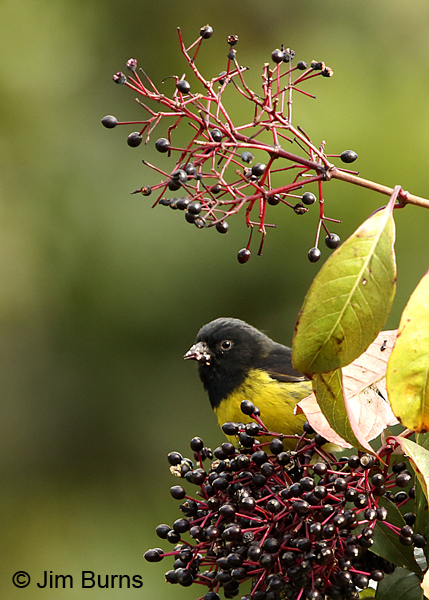 Yellow-bellied Siskin male 