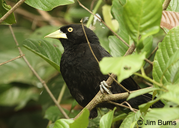 Yellow-billed Cacique in foliage