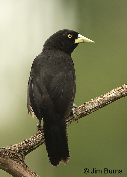 Yellow-billed Cacique