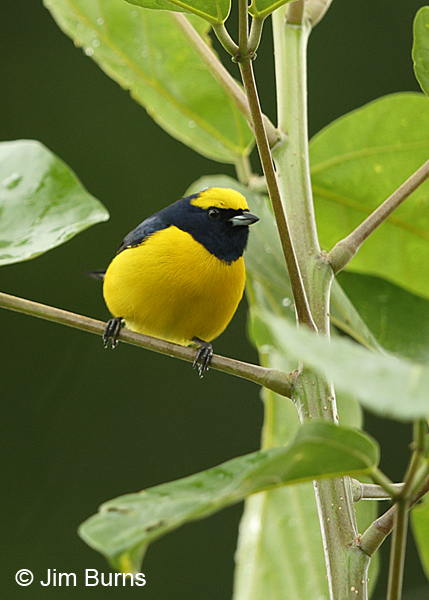 Yellow-crowned Euphonia male