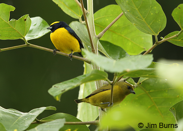 Yellow-crowned Euphonia pair