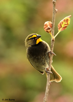 Yellow-faced Grassquit
