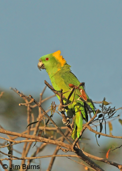 Yellow-naped Parrot