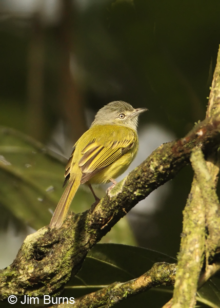 Yellow-olive Flycatcher