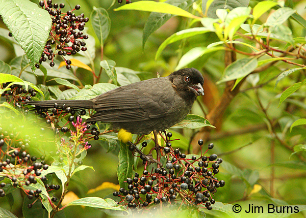Yellow-thighed Finch