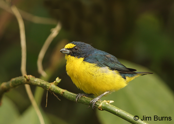Yellow-throated Euphonia male