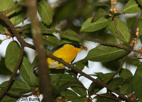 Yellow-throated Euphonia male in figs