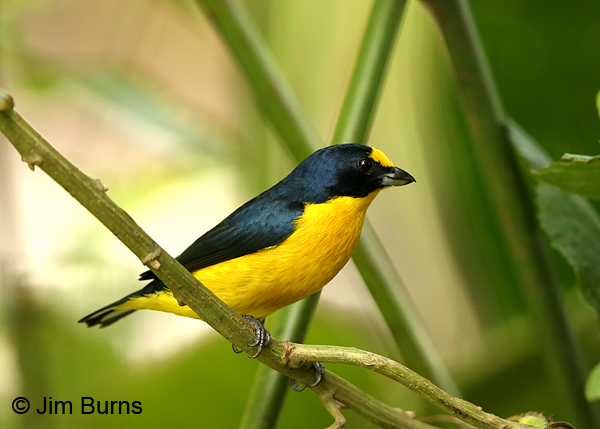 Yellow-throated Euphonia male, LaFortuna